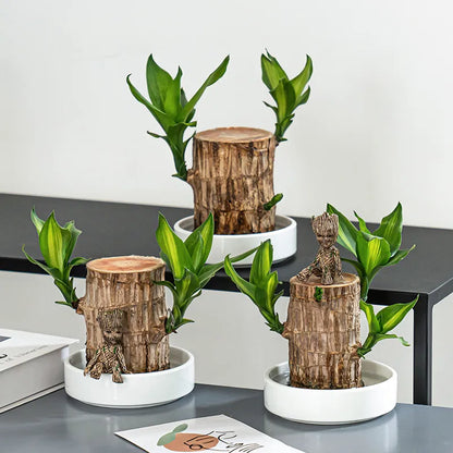 Lucky Brazil Wood Potted Plant  🔥 Buy 1 Get 1 Free🔥