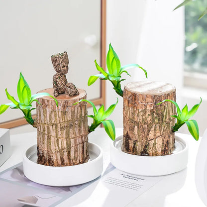 Lucky Brazil Wood Potted Plant  🔥 Buy 1 Get 1 Free🔥