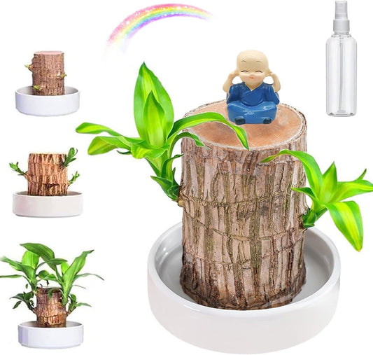 Lucky Brazil Wood Potted Plant  🔥 Buy 1 Get 1 Free🔥