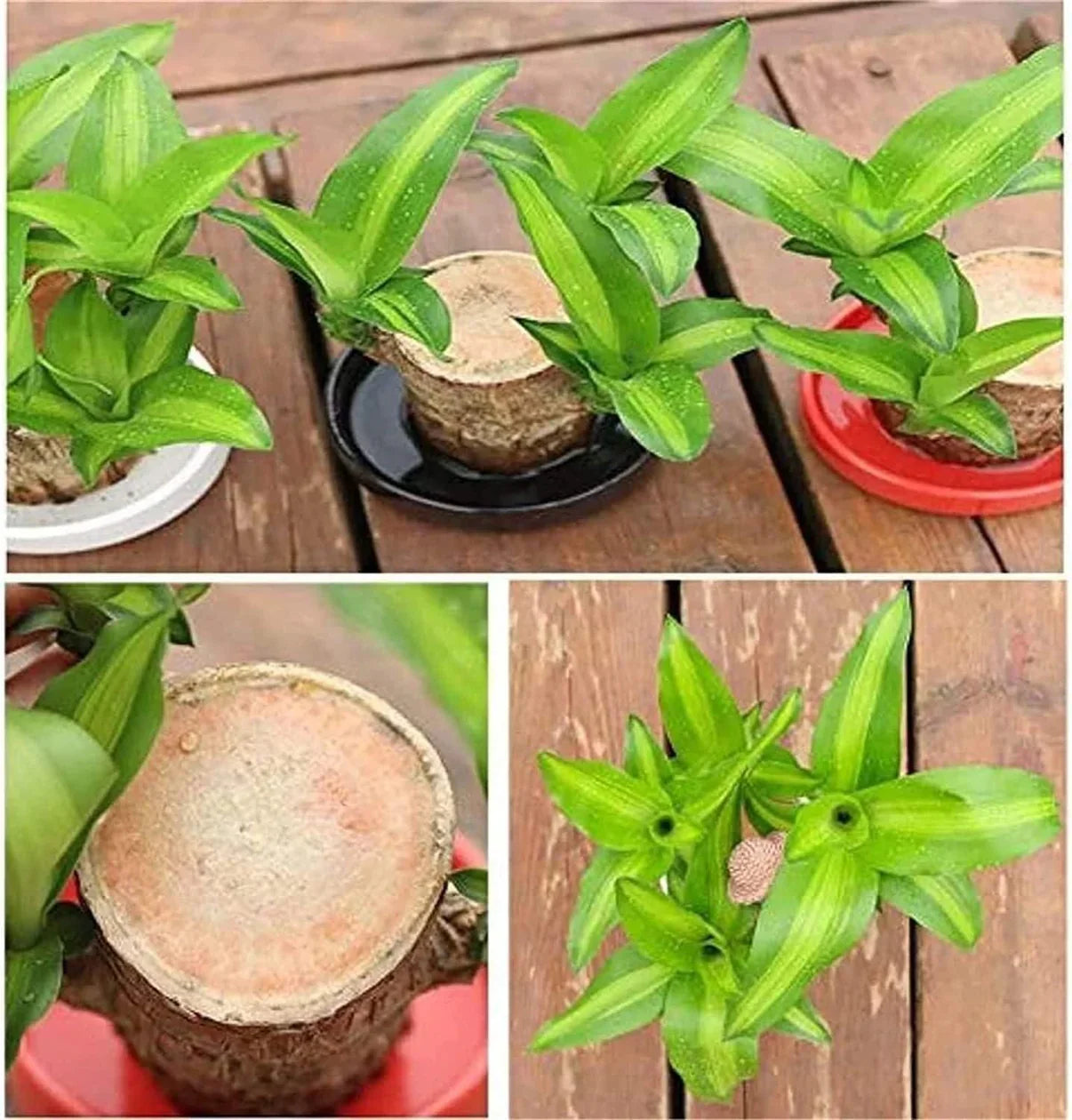 Lucky Brazil Wood Potted Plant  🔥 Buy 1 Get 1 Free🔥