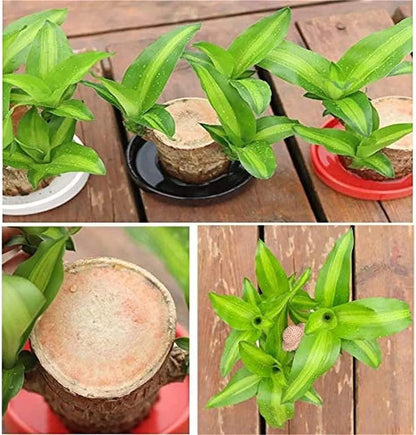 Lucky Brazil Wood Potted Plant  🔥 Buy 1 Get 1 Free🔥