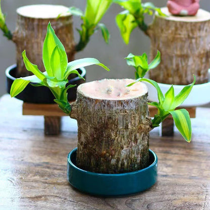 Lucky Brazil Wood Potted Plant  🔥 Buy 1 Get 1 Free🔥