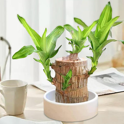 Lucky Brazil Wood Potted Plant  🔥 Buy 1 Get 1 Free🔥