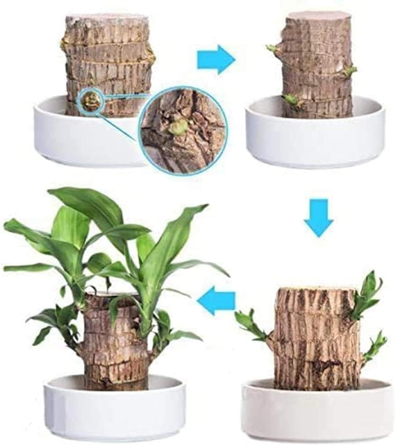 Lucky Brazil Wood Potted Plant  🔥 Buy 1 Get 1 Free🔥